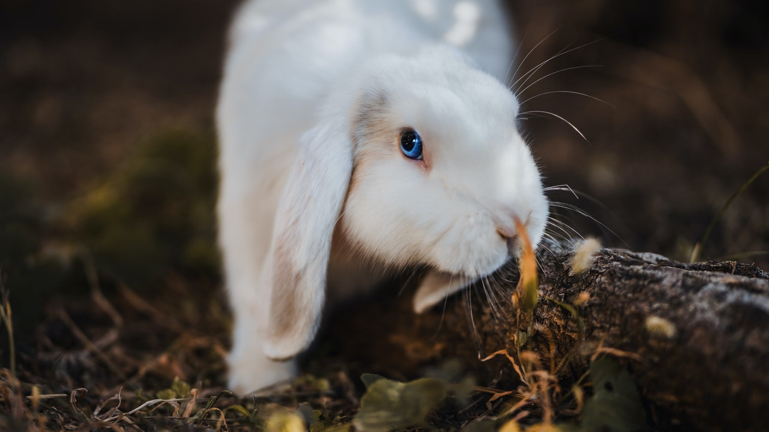 开云官网-铁血碾压！巴尔韦德一射两传主宰欧战，马竞让土耳其球场沉默
