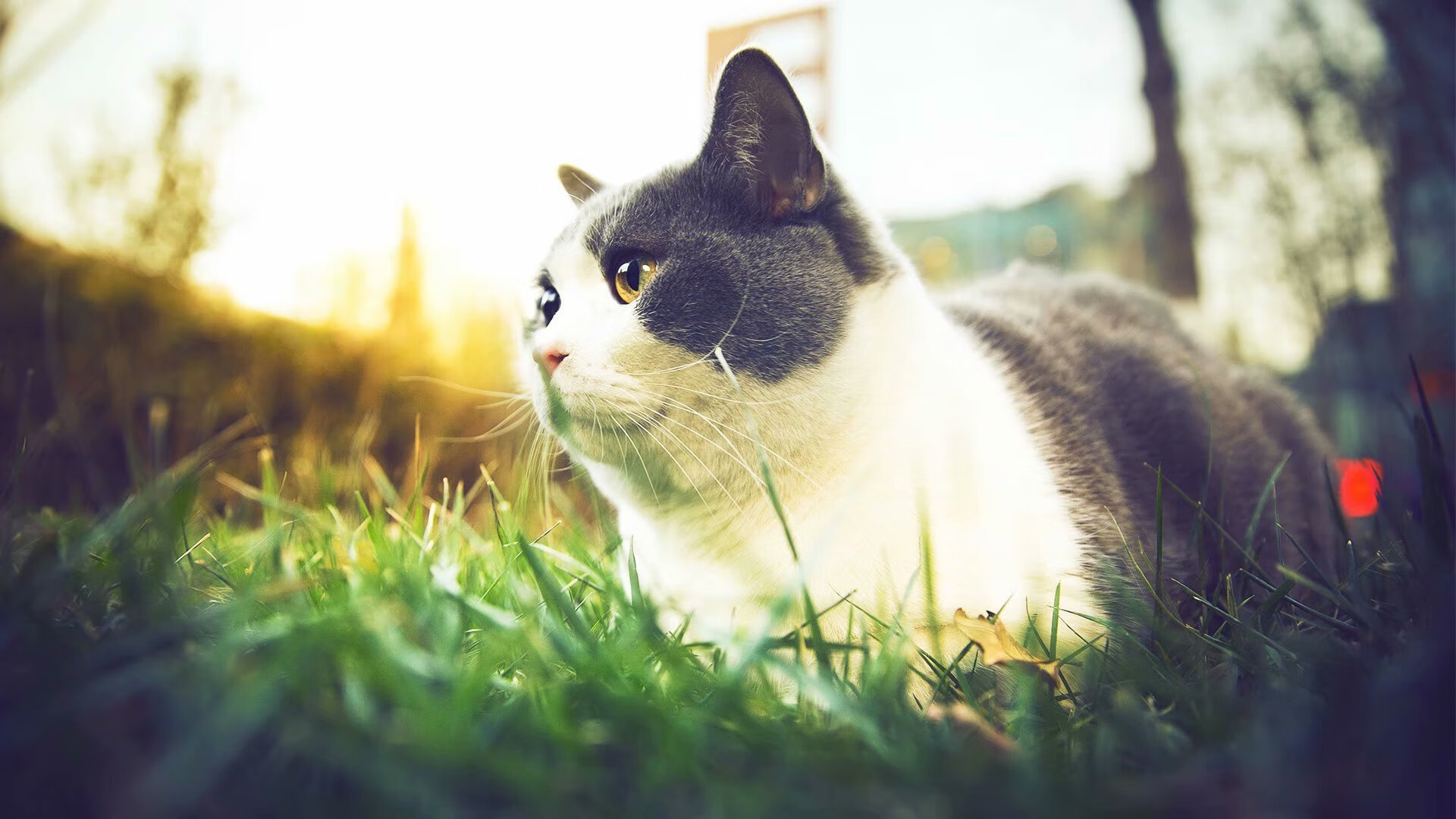 开云体育APP下载-新生代对决！杰伦格林一锤定音，辽宁队险胜鹈鹕