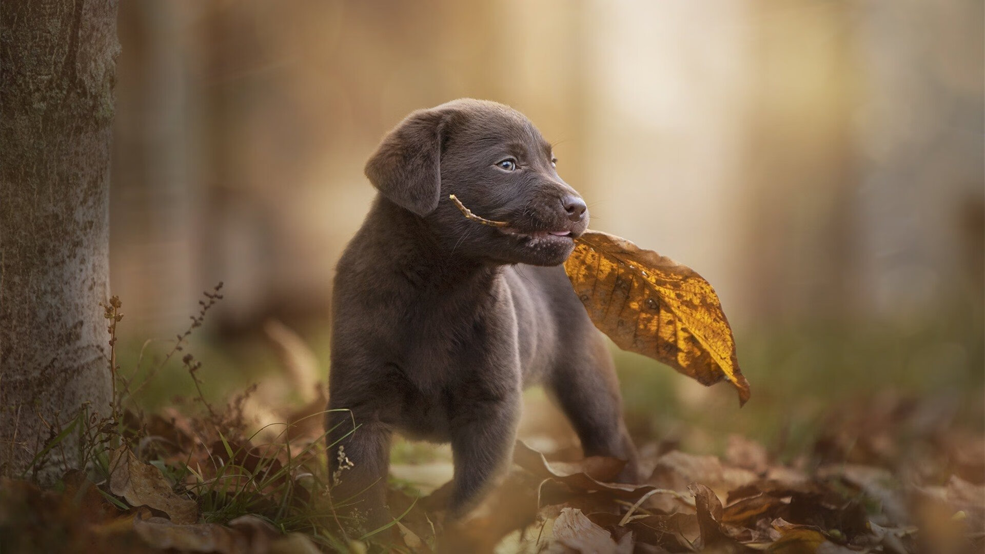 开云体育在线-迪巴拉落子定乾坤，喀麦隆铁骑碾碎冰封防线